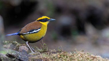 Bornean Banded Pitta 'nın (Pitta schwaneri) yemyeşil yağmur ormanlarındaki olağanüstü bir görüntüsü ve onu Bornean yağmur ormanlarının gerçek bir mücevheri haline getiriyor..