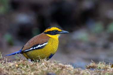Bornean Banded Pitta 'nın (Pitta schwaneri) yemyeşil yağmur ormanlarındaki olağanüstü bir görüntüsü ve onu Bornean yağmur ormanlarının gerçek bir mücevheri haline getiriyor..