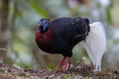 Majestic Bulwer 'ın Vahşi Doğadaki Sülünü. Bir Bulwer 'ın Sülününün doğal ortamında güzelliğini yansıtan zarif bir görüntü. Kuş dünyasının harikalarının gerçek bir sembolüdür..