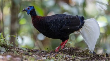 Majestic Bulwer 'ın Vahşi Doğadaki Sülünü. Bir Bulwer 'ın Sülününün doğal ortamında güzelliğini yansıtan zarif bir görüntü. Kuş dünyasının harikalarının gerçek bir sembolüdür..
