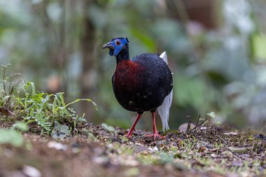 Majestic Bulwer's Pheasant in the Wild. An exquisite image capturing the beauty of a Bulwer's Pheasant in its natural habitat. is a true symbol of the wonders of the avian world. clipart