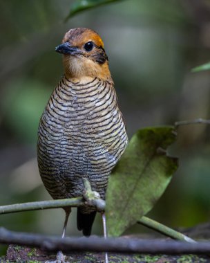 Bornean Banded Pitta 'nın (Pitta schwaneri) yemyeşil yağmur ormanlarındaki olağanüstü bir görüntüsü ve onu Bornean yağmur ormanlarının gerçek bir mücevheri haline getiriyor..