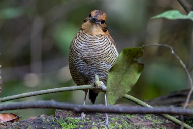 Bornean Banded Pitta 'nın (Pitta schwaneri) yemyeşil yağmur ormanlarındaki olağanüstü bir görüntüsü ve onu Bornean yağmur ormanlarının gerçek bir mücevheri haline getiriyor..