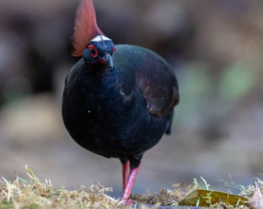 Armalı Partridge (Rollulus rouloul) zarif ve ayırt edici görünümünü sergiliyor. Bu güzel kuş, zarif tüyleri ve ibikli kafasıyla vahşi yaşamın çeşitliliğinin bir kanıtıdır..