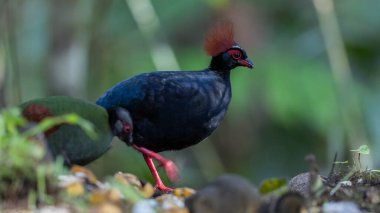 Armalı Partridge (Rollulus rouloul) zarif ve ayırt edici görünümünü sergiliyor. Bu güzel kuş, zarif tüyleri ve ibikli kafasıyla vahşi yaşamın çeşitliliğinin bir kanıtıdır..