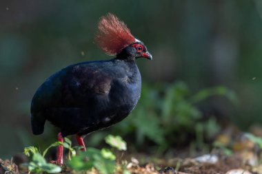 Armalı Partridge (Rollulus rouloul) zarif ve ayırt edici görünümünü sergiliyor. Bu güzel kuş, zarif tüyleri ve ibikli kafasıyla vahşi yaşamın çeşitliliğinin bir kanıtıdır..