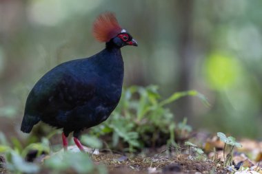 Armalı Partridge (Rollulus rouloul) zarif ve ayırt edici görünümünü sergiliyor. Bu güzel kuş, zarif tüyleri ve ibikli kafasıyla vahşi yaşamın çeşitliliğinin bir kanıtıdır..