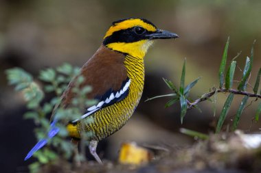 Bornean Banded Pitta 'nın (Pitta schwaneri) yemyeşil yağmur ormanlarındaki olağanüstü bir görüntüsü ve onu Bornean yağmur ormanlarının gerçek bir mücevheri haline getiriyor..
