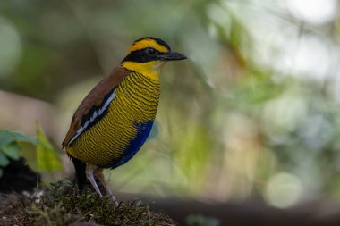 Bornean Banded Pitta 'nın (Pitta schwaneri) yemyeşil yağmur ormanlarındaki olağanüstü bir görüntüsü ve onu Bornean yağmur ormanlarının gerçek bir mücevheri haline getiriyor..