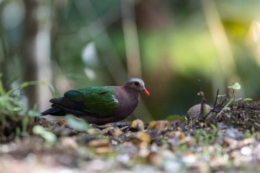 Tropik bir ormanın yemyeşil yeşillikleri arasında tünemiş Zümrüt Güvercini 'nin büyüleyici bir görüntüsü..