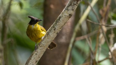 Bornean Bulbul 'un doğa kuş türü ağaç dalına tünemiş.
