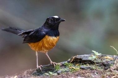 Borneo Adası 'ndaki doğa yağmur ormanlarındaki beyaz taç şama görüntüsü..