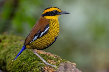 Bornean Banded Pitta 'nın (Pitta schwaneri) yemyeşil yağmur ormanlarındaki olağanüstü bir görüntüsü ve onu Bornean yağmur ormanlarının gerçek bir mücevheri haline getiriyor..