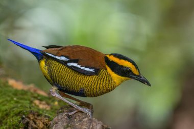 Bornean Banded Pitta 'nın (Pitta schwaneri) yemyeşil yağmur ormanlarındaki olağanüstü bir görüntüsü ve onu Bornean yağmur ormanlarının gerçek bir mücevheri haline getiriyor..