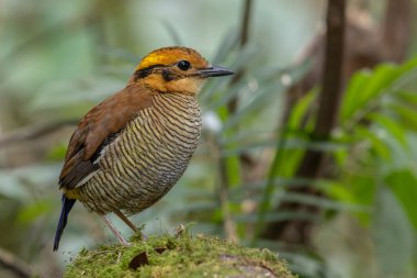 Bornean Banded Pitta 'nın (Pitta schwaneri) yemyeşil yağmur ormanlarındaki olağanüstü bir görüntüsü ve onu Bornean yağmur ormanlarının gerçek bir mücevheri haline getiriyor..