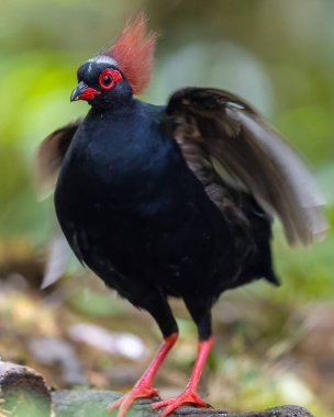 Armalı Partridge (Rollulus rouloul) zarif ve ayırt edici görünümünü sergiliyor. Bu güzel kuş, zarif tüyleri ve ibikli kafasıyla vahşi yaşamın çeşitliliğinin bir kanıtıdır..