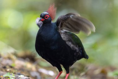 Crested Partridge (Rollulus rouloul) showcasing its exquisite and distinctive appearance. This beautiful bird, with its elegant plumage and crested head, is a testament to the diversity of wildlife. clipart