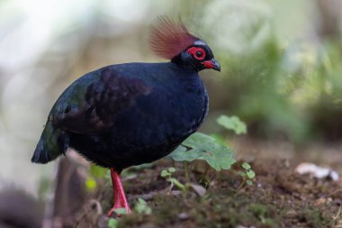 Armalı Partridge (Rollulus rouloul) zarif ve ayırt edici görünümünü sergiliyor. Bu güzel kuş, zarif tüyleri ve ibikli kafasıyla vahşi yaşamın çeşitliliğinin bir kanıtıdır..