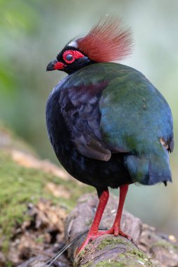 Armalı Partridge (Rollulus rouloul) zarif ve ayırt edici görünümünü sergiliyor. Bu güzel kuş, zarif tüyleri ve ibikli kafasıyla vahşi yaşamın çeşitliliğinin bir kanıtıdır..