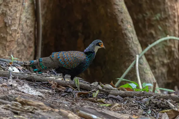 Bornean Tavus Kuşu Sülünü Borneo 'nun Vahşi Doğası' nın Kalbindeki Renklerin Bir Benzeri