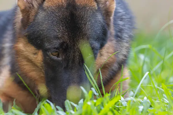 Sevimli ve sevimli Alman çoban köpeği yeşil çimen bahçesinde yatıyor.