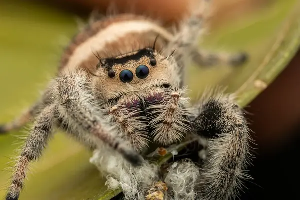 Phidippus rejiminin yeşil yaprak üzerinde zıplayan örümcek hareketinin doğal vahşi yaşam makro görüntüsü. Göz detaylarını gösterir.