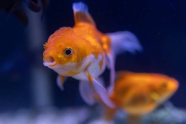 Close-up image of Goldfish in aquarium clipart