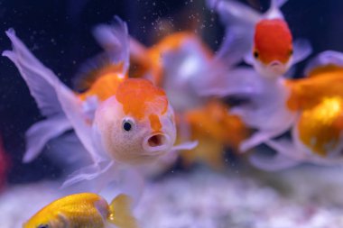 Akvaryumdaki Japon balığının yakın plan görüntüsü