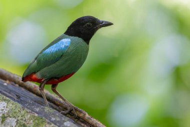 Yağmur ormanları üzerinde Borneo Kapüşonlu Pitta 'nın (Pitta sordida mulleri) doğa görüntüsü