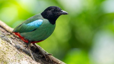 Nature Wildlife image of Borneo Hooded Pitta (Pitta sordida mulleri) on Rainforest jungle clipart