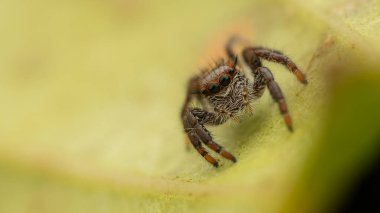 Macro Shoot of Beautiful Jumping Spider on deep Jungle. clipart