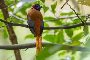 Diard 'ın ağaç dalına tünemiş trogon kuşunun doğa görüntüsü..