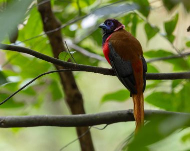 Nature wildlife image of Diard's trogon bird perching on tree branch. clipart