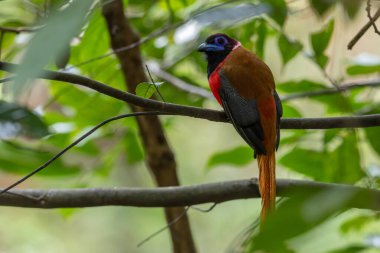 Diard 'ın ağaç dalına tünemiş trogon kuşunun doğa görüntüsü..