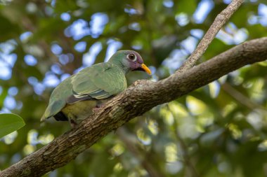 Nature wildlife of Jambu fruit dove female bird perching on tree brances