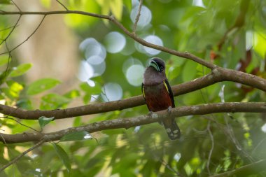 Nature wildlife image of Banded Broadbill bird perching on tree branch. clipart