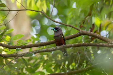 Yayın gagalı kuşunun ağaç dalına tünediği doğal yaşam görüntüsü.