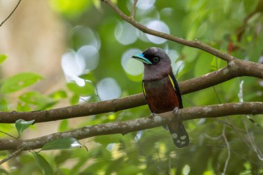 Yayın gagalı kuşunun ağaç dalına tünediği doğal yaşam görüntüsü.