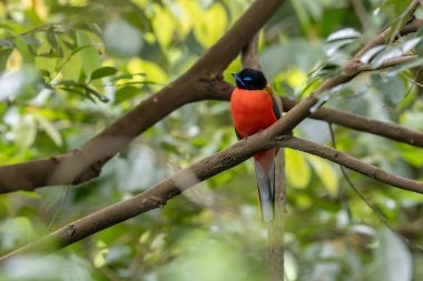 Ağaç dallarına tüneyen Scarlet-rumped trogon 'un (Harpactes duvaucelii) doğa görüntüsü
