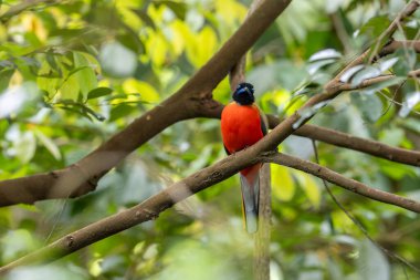 Ağaç dallarına tüneyen Scarlet-rumped trogon 'un (Harpactes duvaucelii) doğa görüntüsü