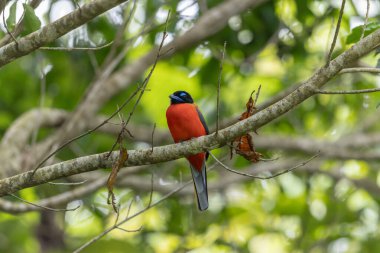 Ağaç dallarına tüneyen Scarlet-rumped trogon 'un (Harpactes duvaucelii) doğa görüntüsü