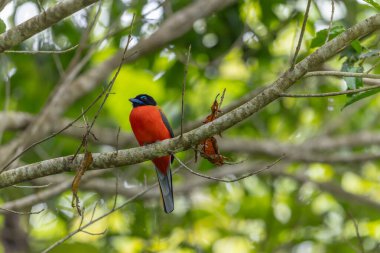 Ağaç dallarına tüneyen Scarlet-rumped trogon 'un (Harpactes duvaucelii) doğa görüntüsü