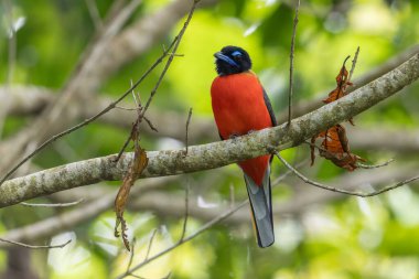 Ağaç dallarına tüneyen Scarlet-rumped trogon 'un (Harpactes duvaucelii) doğa görüntüsü