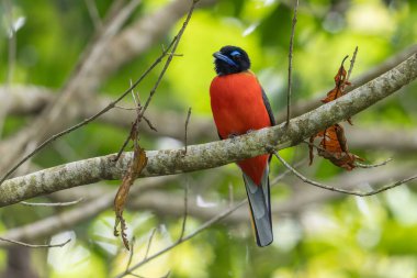 Nature wildlife image of Scarlet-rumped trogon (Harpactes duvaucelii) perching on tree branches clipart