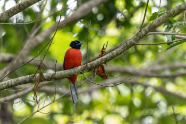 Ağaç dallarına tüneyen Scarlet-rumped trogon 'un (Harpactes duvaucelii) doğa görüntüsü