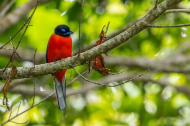 Ağaç dallarına tüneyen Scarlet-rumped trogon 'un (Harpactes duvaucelii) doğa görüntüsü