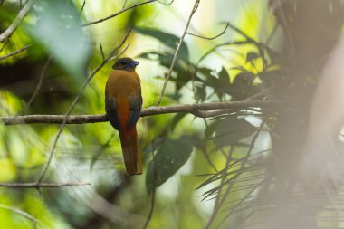 Ağaç dallarına tüneyen Scarlet-rumped trogon 'un (Harpactes duvaucelii) doğa görüntüsü