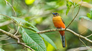 Ağaç dallarına tüneyen Scarlet-rumped trogon 'un (Harpactes duvaucelii) doğa görüntüsü