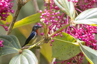 Nature wildlife of Bornean Flowerpecker. clipart