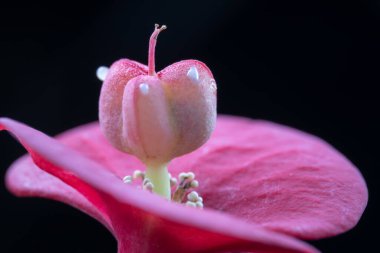 Pink flower isolated on black clipart